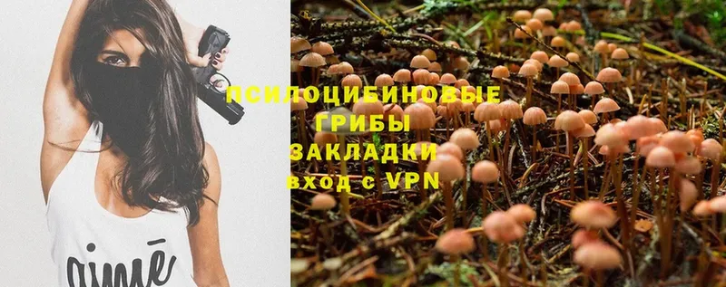 мориарти Telegram  цены   Короча  Псилоцибиновые грибы Magic Shrooms  mega  